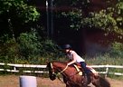 Barrel Horse Appaloosa Mare