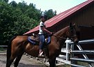 Barrel Racing Thoroughbred Mare