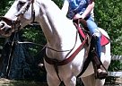 Barrel Horse Paint Mare