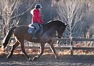 Belgian Warmblood - Horse for Sale in Vetlanda, 57495 Belgian Warmblood - Horse for Sale in Vetlanda, 57495