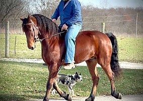 Friesian (Friesian, Gelding) in Virginia, VA