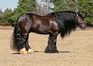 Gypsy Vanner - Horse for Sale in Virginia, VA 23462