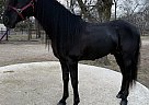 Andalusian - Horse for Sale in , TX 75201