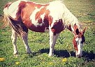 Paint Mare for Sale in Cushing, Texas Paint Mare for Sale in Cushing, Texas