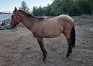 Aries - Stallion in Onalaska, WA Aries - Stallion in Onalaska, WA