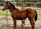 Quarter Horse - Horse for Sale in Rockdale, TX 76567