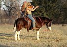 Shetland Pony - Horse for Sale in Monett, MO 65708 Shetland Pony - Horse for Sale in Monett, MO 65708