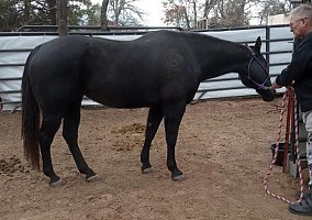 Quarter Horse
