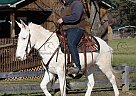 Dewey Cox - Gelding in Brodheador, KY Dewey Cox - Gelding in Brodheador, KY