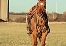 Quarter Horse - Horse for Sale in Monett, MO 65708 Quarter Horse - Horse for Sale in Monett, MO 65708
