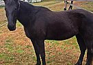Saddlebred Mare for Sale in Henderson, Tennessee Saddlebred Mare for Sale in Henderson, Tennessee
