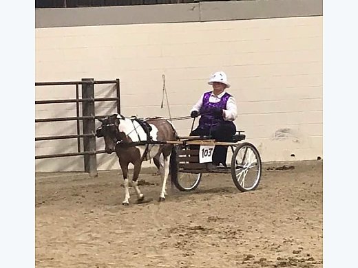 Perfect Driving Pony