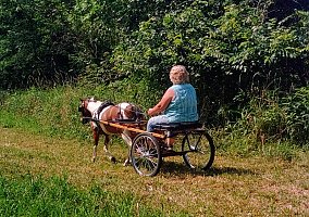 Pony (Welsh, POA, Shetland, Connemara) (Pony (Welsh, POA, Shetland, Connemara), Gelding) in Trenton, MO