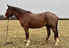 Draft - Horse for Sale in Lebanon, MO 65708