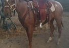 Red Roan Horse Quarter Horse Stallion