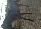 Roan Filly Quarter Horse Mare