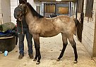 SOPHIE - Mare in Louisville, KY SOPHIE - Mare in Louisville, KY