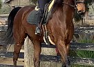 Fly Sky High - Gelding in San Diego, CA Fly Sky High - Gelding in San Diego, CA