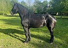 Percheron - Horse for Sale in Monett, MO 65708