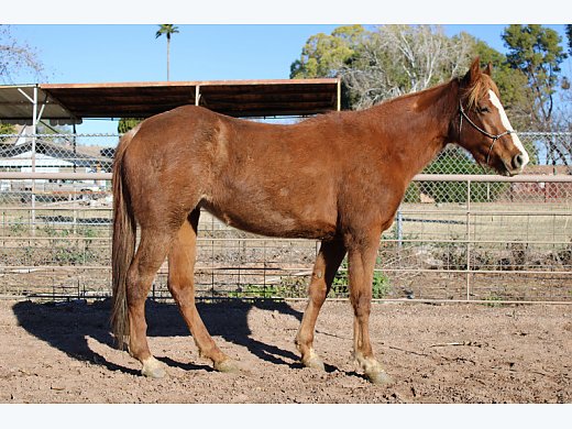 Super Cute QH/TWH Cross