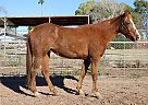 Quarter Horse - Horse for Sale in Mesa, AZ 85204