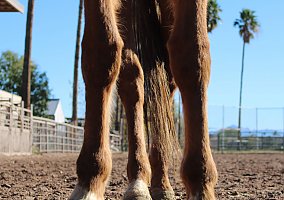Quarter Horse (Quarter Horse, Mare) in Mesa, AZ