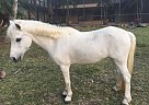 Welsh Pony - Horse for Sale in Palm Beach Gardens Florida, FL 33418
