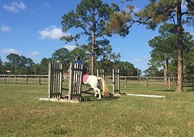 Welsh Pony and Cob (Welsh Pony and Cob, Mare) in Palm Beach Gardens Florida, FL