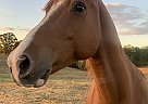 Jack - Gelding in Leonardtown, MD Jack - Gelding in Leonardtown, MD