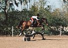 Lovely Event Prospect. Thoroughbred Stallion