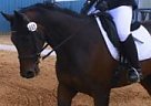 Amazing Jumper and Dressage Hors... Trakehner Gelding