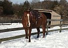 Reg QH Gelding Quarter Horse Gelding