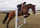 Tessa Other Stallion