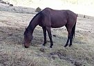 Cooper Thoroughbred Gelding
