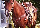 - Gelding in Batesville, AR - Gelding in Batesville, AR