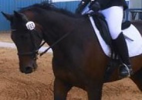 Trakehner (Trakehner, Gelding) in Paw Paw, MI