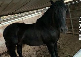 Andalusian / PRE (Andalusian / PRE, Stallion) in Jurupa Valley, CA