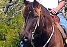Missouri Fox Trotter Gelding for Sale in Trinity, Texas Missouri Fox Trotter Gelding for Sale in Trinity, Texas