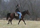 Missouri Fox Trotter Gelding for Sale in Dora, Missouri Missouri Fox Trotter Gelding for Sale in Dora, Missouri
