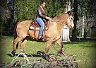 Quarter Horse Gelding for Sale in Trinity, Texas Quarter Horse Gelding for Sale in Trinity, Texas