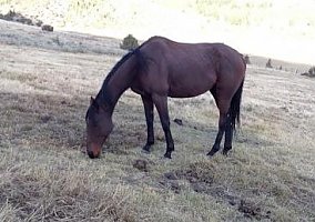 Cooper (Thoroughbred, Gelding) in Alder, MT
