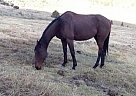 Thoroughbred - Horse for Sale in Alder, MT 59710