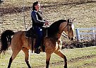 Missouri Fox Trotter Gelding for Sale in Cabool, Missouri Missouri Fox Trotter Gelding for Sale in Cabool, Missouri