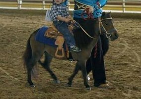 Miniature Horse (Miniature Horse, Mare) in West Frankfort, IL