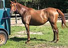 Minaj - Mare in Ocala, FL Minaj - Mare in Ocala, FL