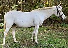 Goldilocks - Mare in Ocala, FL Goldilocks - Mare in Ocala, FL