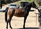 Andalusian - Horse for Sale in CANYON COUNTRY, CA 91351
