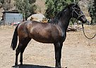 Andalusian - Horse for Sale in CANYON COUNTRY, CA 91351