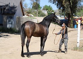 Andalusian / PRE