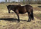Quarter Horse Mare for Sale in Holly Pond, Alabama Quarter Horse Mare for Sale in Holly Pond, Alabama